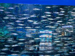 -大连老虎滩海洋公园