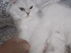 -新桥方记猪蹄