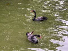 -深圳野生动物园
