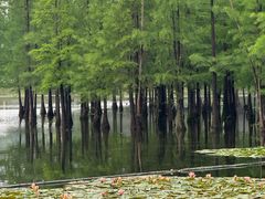 -白鹭湾湿地公园