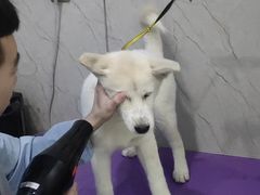 -福懋动物医院·犬猫全科·外科·重症科(杏林分院)