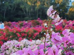 -莲花山公园