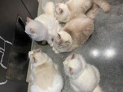 -瞄一喵猫咖(格力海岸店)