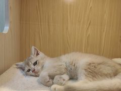 -屋虎猫馆(宝安大仟里店)