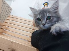 -楼上猫咖(罗湖店)