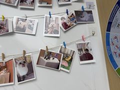 -瑞派康怡24h宠物医院·犬猫医疗中心·微创绝育(瑞景分院)