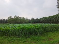 -东郊湿地公园