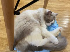 -滚猫咖啡·猫咖·猫友好撸猫(未来城店)
