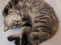 -我爱猫咪·猫咖·狗咖·安哥拉兔·羊驼咖(小寨华旗店)