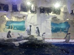 -华夏文旅海洋公园