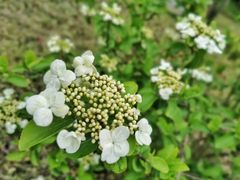 -新虹桥中心花园