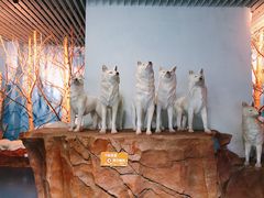 -芜湖新华联大白鲸海洋公园