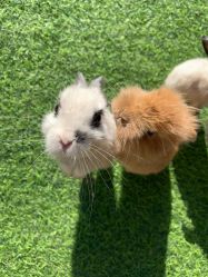 -萌宠亲子动物乐园(槐房万达店)