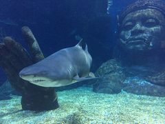 -暹罗海洋世界