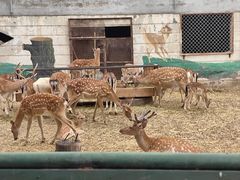 -青藏高原野生动物园