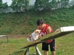 -良成狗狗乐园
