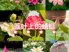 -莲花池公园