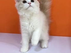 -三花喵·撸猫购宠·宠物生活馆(虹桥南丰城店)