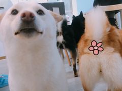 -柴迷FANS CLUB·柴犬狗咖·猫咖