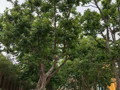 -山东省青岛第二中学(江西路分校)