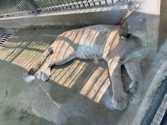 -石家庄市动物园