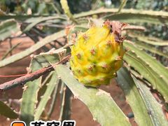 -北戴河集发农业梦想王国