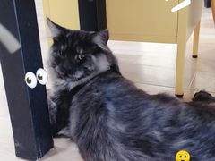 -十年猫舍·猫咪专门店(普陀店)