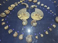 -青岛贝壳博物馆