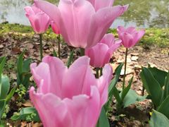 -上海鲜花港