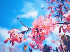 -天适樱花悠乐园