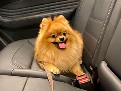 -百好乐宠物友好餐厅(朝外大街店)