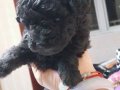 -天宠宠物医院24小时·急重症诊疗中心·全科·腔镜特色(和平分院)