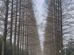 -黄海国家森林公园