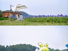-空港花田景区