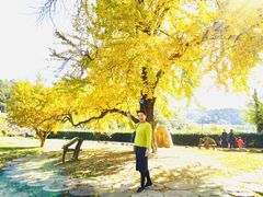 -千年银杏谷文化旅游区