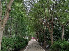 -上海长兴岛郊野公园