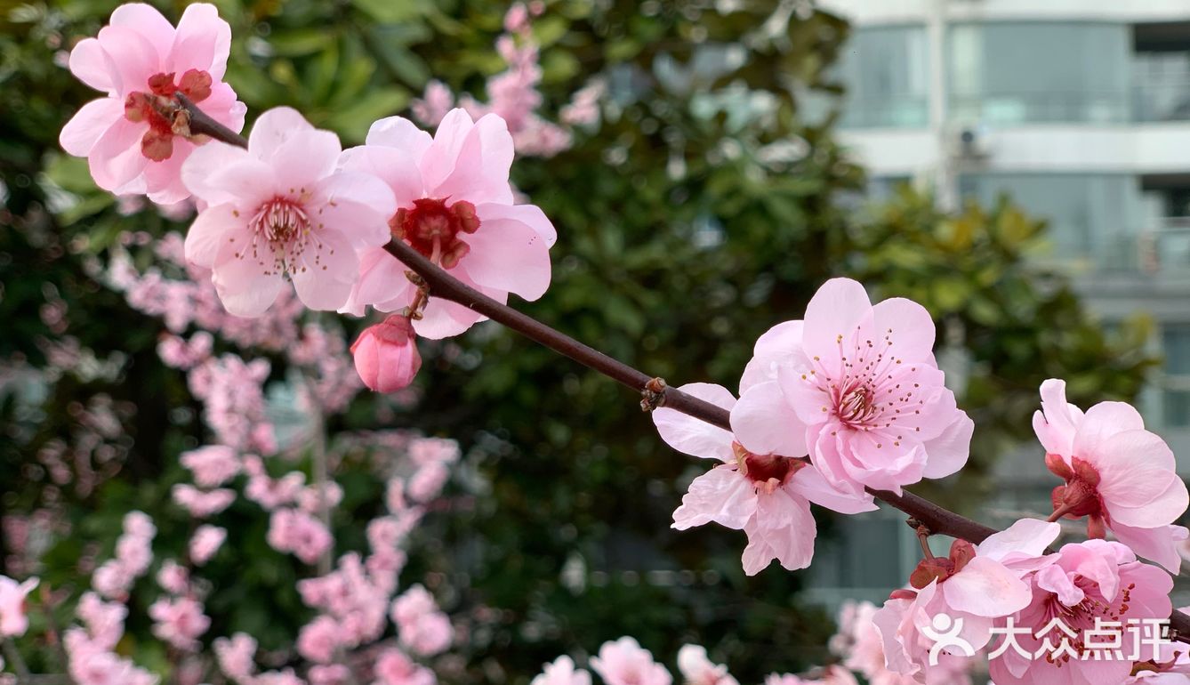 百花齐放