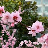 百花齐放