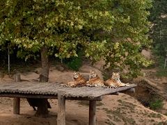 -西霞口神雕山野生动物世界
