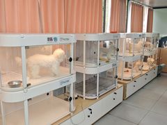 -翊宠yipet猫狗购宠庄园犬舍•猫舍