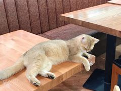 -猫小院猫主题餐厅(三里屯店)