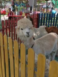 -萌宠亲子动物乐园(槐房万达店)