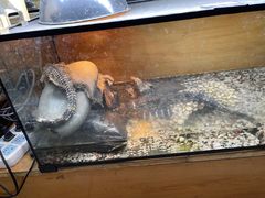 -青石桥花鸟鱼虫市场(叠翠城店)