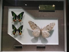 -上海昆虫博物馆