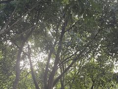 -杨梅坑