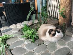 -喵屿·大理花园猫咖