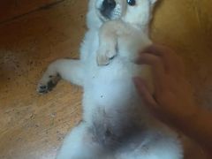 -艾贝尔宠物医院 ·内科全科(梁溪路店)