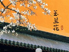 -灵谷景区