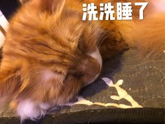 -平行世界·猫咖(首经贸店)