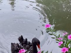 -观唐（国际）度假村温泉